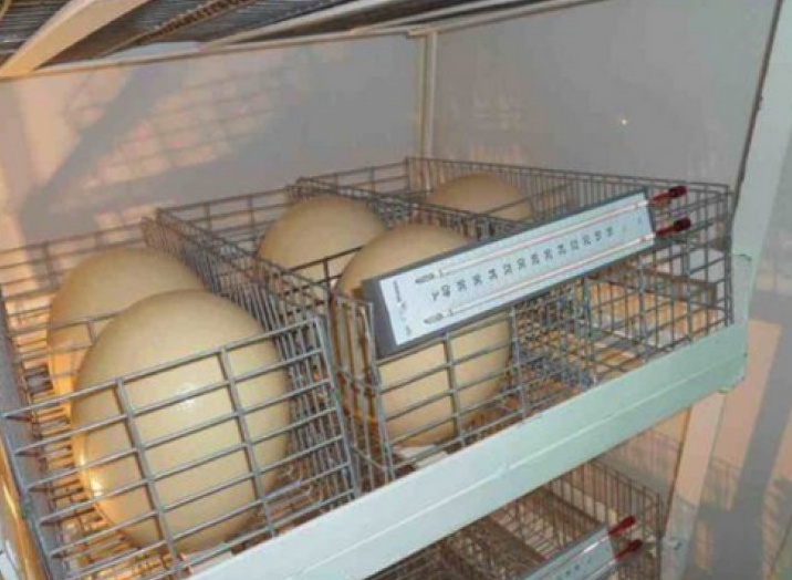 Страус яйцо в инкубаторе