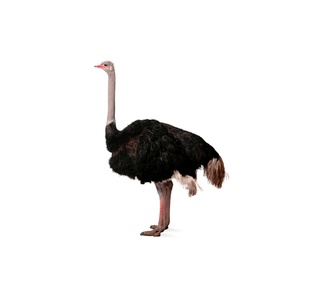 Страус (ostrich)
