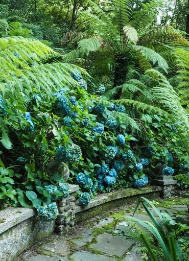 Растительность для голубого сада